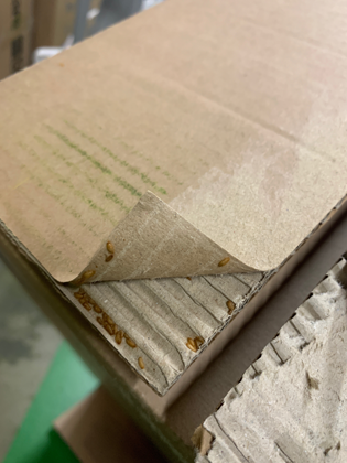 khapra-beetle-larvae-cardboard-1